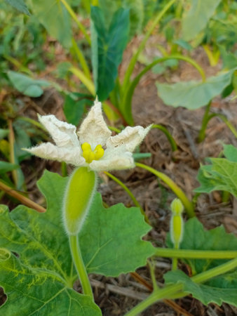 Cucumis sativus, also known as gourd, melon, zucchini, and zucchini.の写真素材