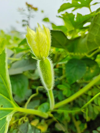 Cantaloupe melon flower growing in the garden.の写真素材