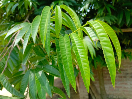 Close up of green leaves of mango tree with brick wall background.の写真素材