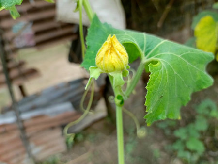 cucumber flower in the gardenの写真素材