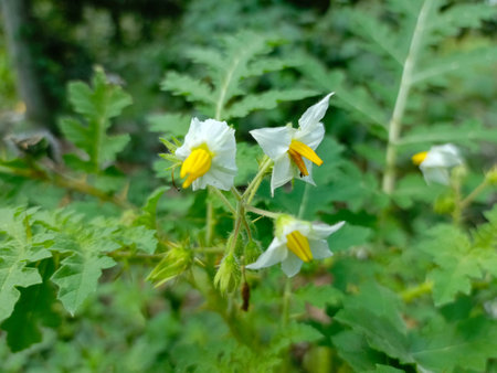 Close up of blooming plant with yellow flowers and green leavesの写真素材