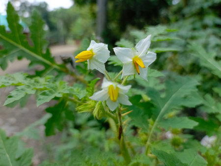 Potato flower, Solanum tuberosum, Solanaceaeの写真素材