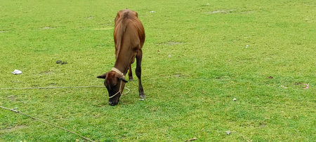Cows grazing on the grass in the park, thailand.の写真素材