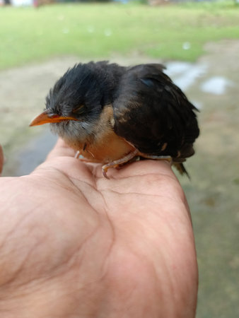 Baby Babbler (Turdus babbler) in handの写真素材