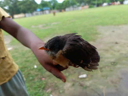 baby bird in the hands of a child on the background of natureの写真素材