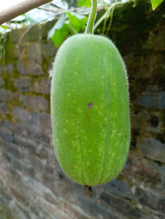 Cantaloupe melon or Gourd on the treeの写真素材