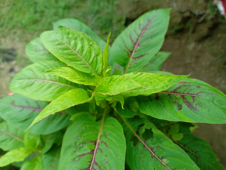 Leaves of amaranth, Amaranth, amaranthの写真素材