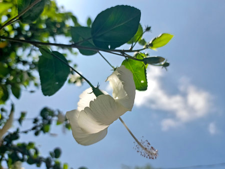 White hibiscus flower with green leaves on blue sky backgroundの写真素材
