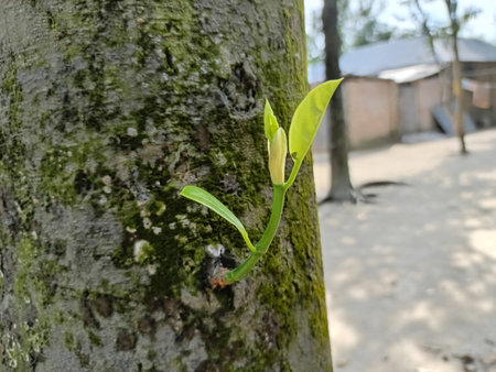 Close-up of a young green plant growing on a tree trunk