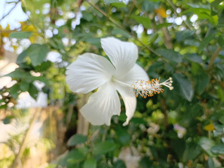 White hibiscus flower blooming in the tropical garden.の写真素材