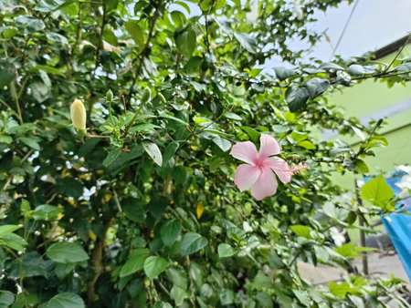 Pink hibiscus flower in the garden with nature background.の写真素材