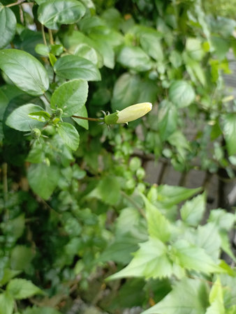 Hibiscus sabdariffa or Chinese hibiscus flowerの写真素材