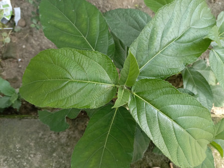 Green leaves of Solanum indicum plant in the garden.の写真素材