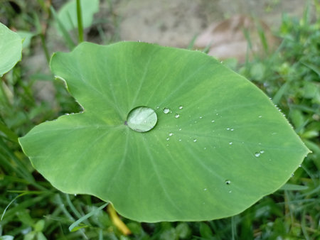 Water drop on lotus leaf in garden.の写真素材