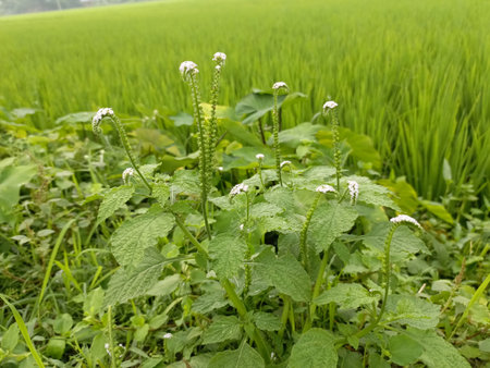 green rice field with white flower in countryside of Thailand, agriculture backgroundの写真素材