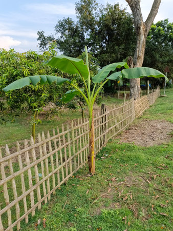 Banana tree in the garden with wooden fence on green grass.の写真素材