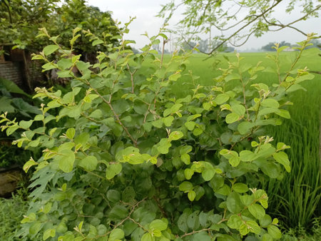 Green leaves and rice fields in the countryside.の写真素材