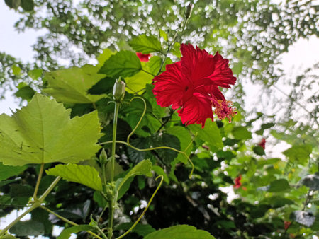 Red hibiscus flower in the garden with green leaves.の写真素材
