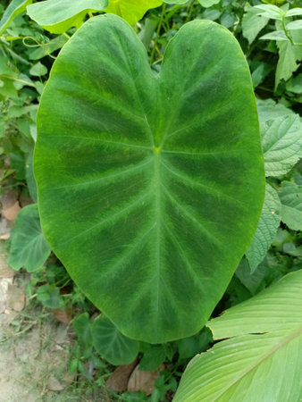 Colocasia esculenta is a species of elephant ear plantの写真素材