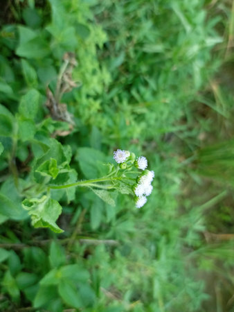 Thistle flower in the field.の写真素材