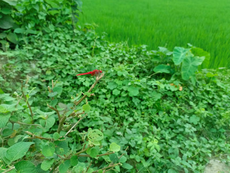 Red dragonfly sitting on the branch of a green field.の写真素材