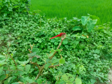 Red dragonfly on green rice field in Thailand.の写真素材