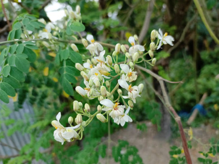 Blossoming white flowers of tree in the gardenの写真素材