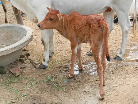 Newborn calf in the paddock of a farm in Thailand.の写真素材