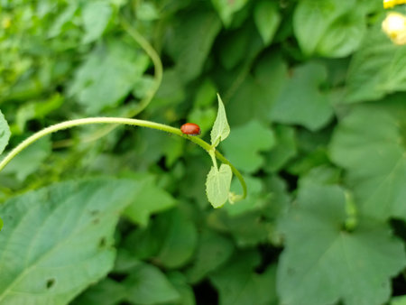 ladybug on the leaf in the garden. close-upの写真素材