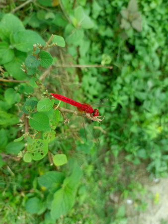 Red dragonfly sitting on a branch of a plant in the gardenの写真素材