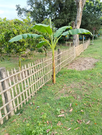 Banana tree growing in the garden with a wooden fence in the backgroundの写真素材