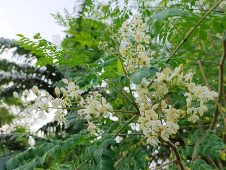 White flowers of Cassia fistula tree, Scientific name is Cassia fistula Linn.の写真素材