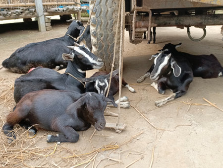 Goats on a farm in the village of Phu Quoc, Vietnamの写真素材