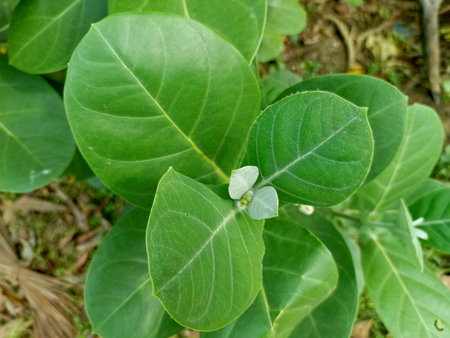 Green leaf in garden with nature background. (Calotropis gigantea L.)の写真素材