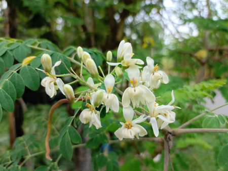 White flowers of acacia tree with green leaves in the garden.の写真素材