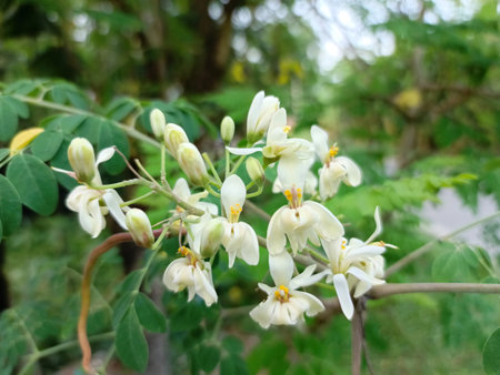 Close up of white flower in nature gardenの写真素材