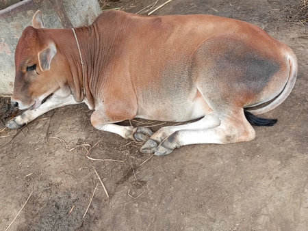 Brown cow is sleeping on ground in the farm.の写真素材