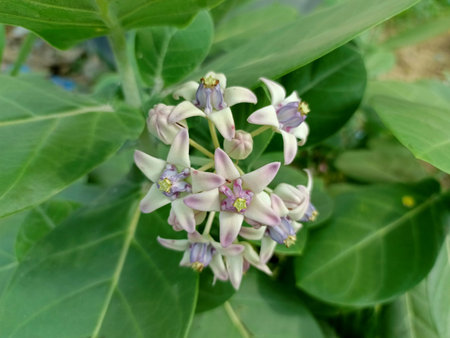Flower of Calotropis gigantea, also known as Indian milkweed.の写真素材