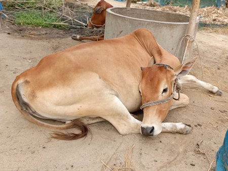 Brown cow lying on the ground in the animal shelter, Thailand.の写真素材