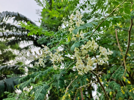Close up of white acacia flowers with green leaves on tree.の写真素材