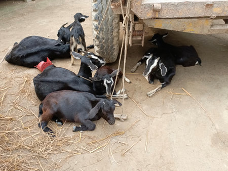 Goats on the farm. Goat farm. Animal husbandry.の写真素材