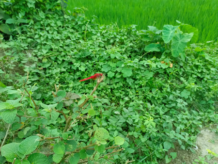 Red dragonfly sitting on a green leaf.の写真素材