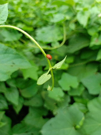 A small red ladybird on a green leaf in the garden.
