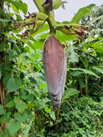 Banana blossom on the tree in the garden. Nature backgroundの写真素材