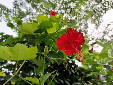 Red hibiscus flower with green leaves in the garden.の写真素材