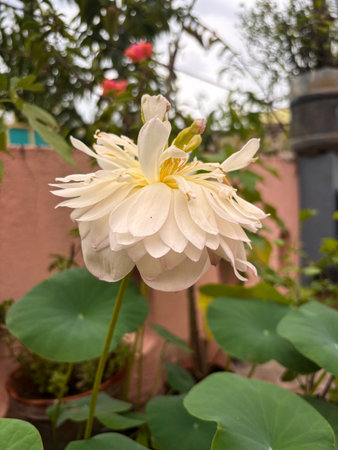 Close-up of a blooming white lotus flower surrounded by green leaves. Ideal for nature, floral, meditation, and botanical stock visuals on creative platforms.の写真素材