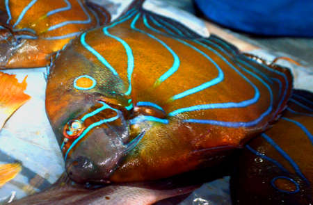 Traditional Fresh seafood Fish photographed in fish marketの写真素材