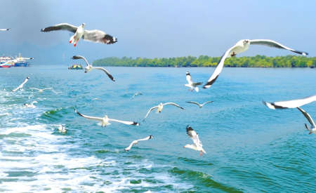 Flying Sea Bird In Blue Seaの写真素材