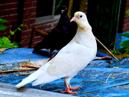 Beautiful stunning looking white Piegonの写真素材