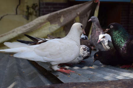 Pigeons eating grain in snow. Media. Close-up of gray pigeons pecking scattered in row of cereals in snow on sunny frosty day,GROUP OF PIGEON EATINGの写真素材